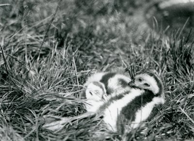 1916年8月、ロンドン動物園で2人の若いアンデスガチョウ。 作： Frederick William Bond